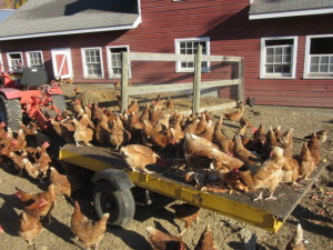 Gould Farm Chickens